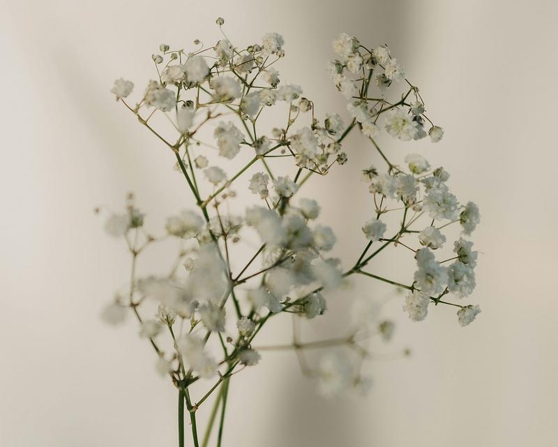 Schleierkraut Nahaufnahme